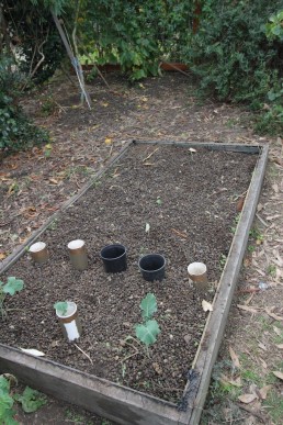 Sheep manure on garden bed