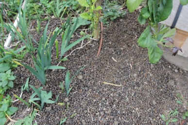 Sheep manure spread on a garden bed