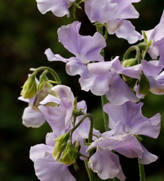 Pale mauve sweet pea flower