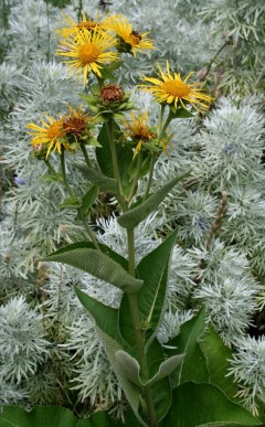 Large leaves and bright yellow flowers