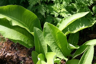 The big soft leaves of elecampane