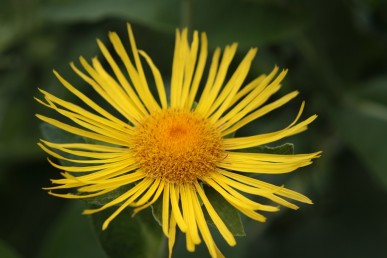 Large yellow flower of elecampane