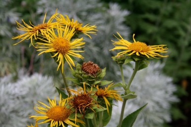 Elecampane