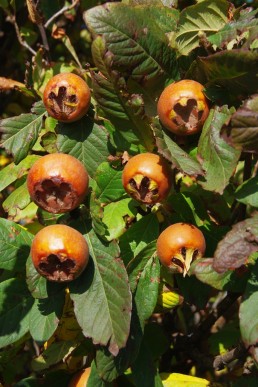 Medlar