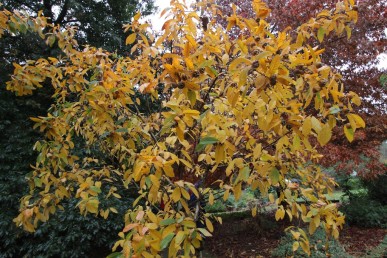 Medlar tree in full autumn colours