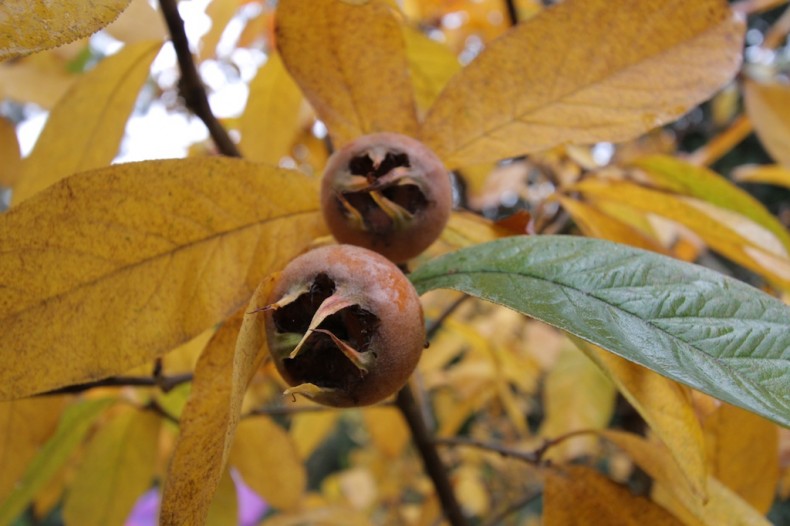 Medlars ready to pick