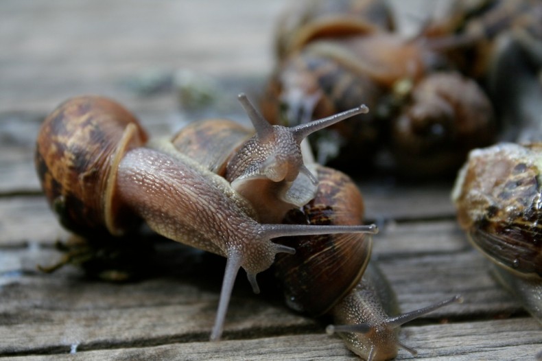 Snails