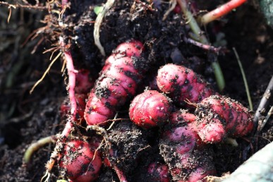 New tubers grow underground from the roots