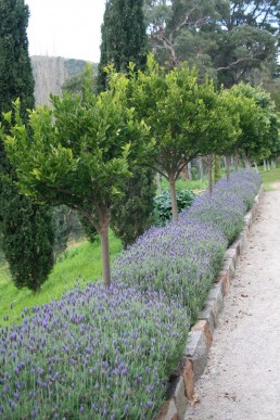 A hedge of Lavandula detata Monet