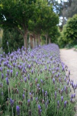 French lavender in flower