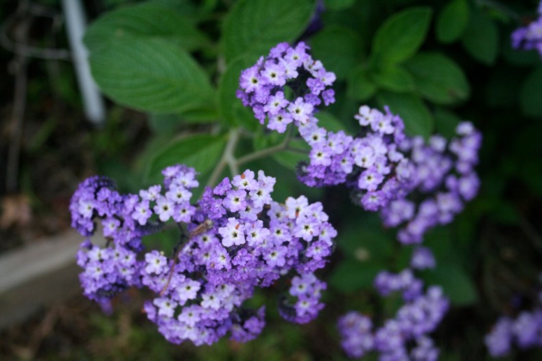 Vanilla cherry scented heliotrope flowers