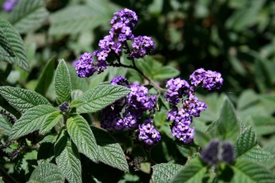 The darker leafed Lord Roberts heliotrope