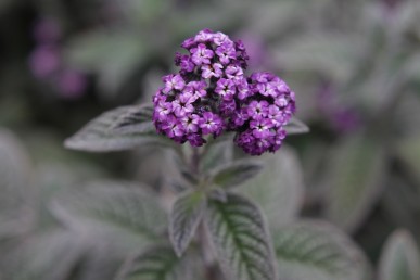 The dark purple flower of Lord Roberts heliotrope