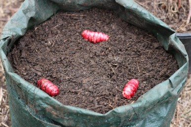 Three oca tubers planted in a 45L grow bag.