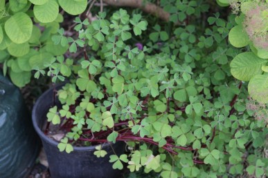 The clover-like typically oxalis foliage