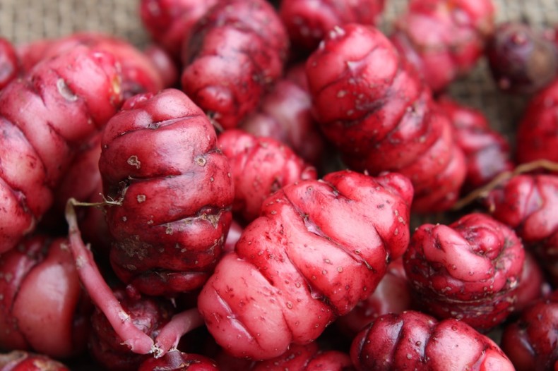 Knobbly red oca tubers