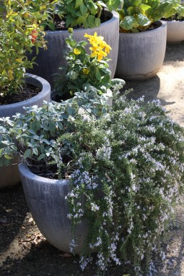 Blue-flowered prostrate rosemary