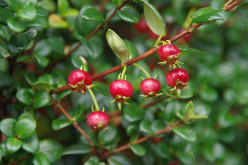 Chilean guava fruit