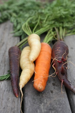 Carrots come in a range of colours