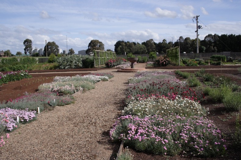 Dianthus at Lambley