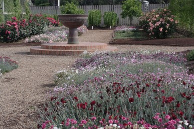 Dianthus at Lambley 