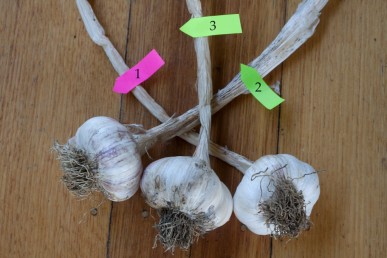 Garlic plaiting