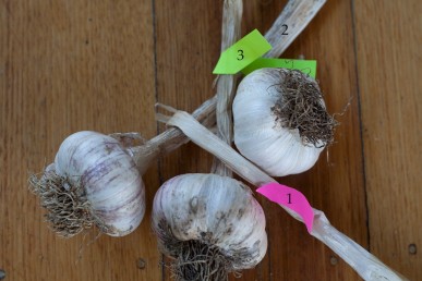 Garlic plaiting Figure 2