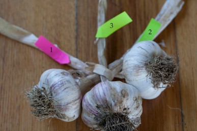 Garlic plaiting Figure 3