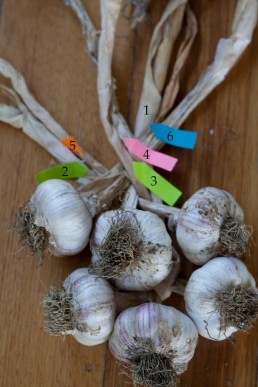 Garlic plaiting Figure 8