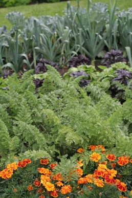 Carrots can be decorative as well as delicious