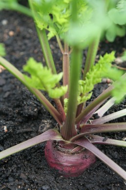Purple Dragon carrot