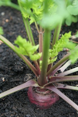 Purple Dragon carrot