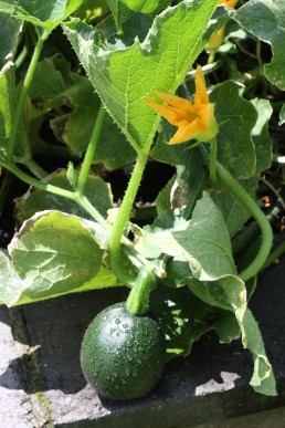 Gem squash fruit and flower