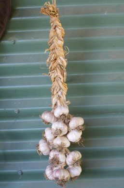 The finished garlic plait.