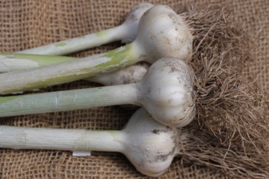 Freshly harvested white hardneck garlic