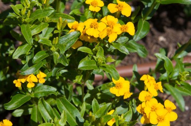 Bright yellow flowers of winter tarragon