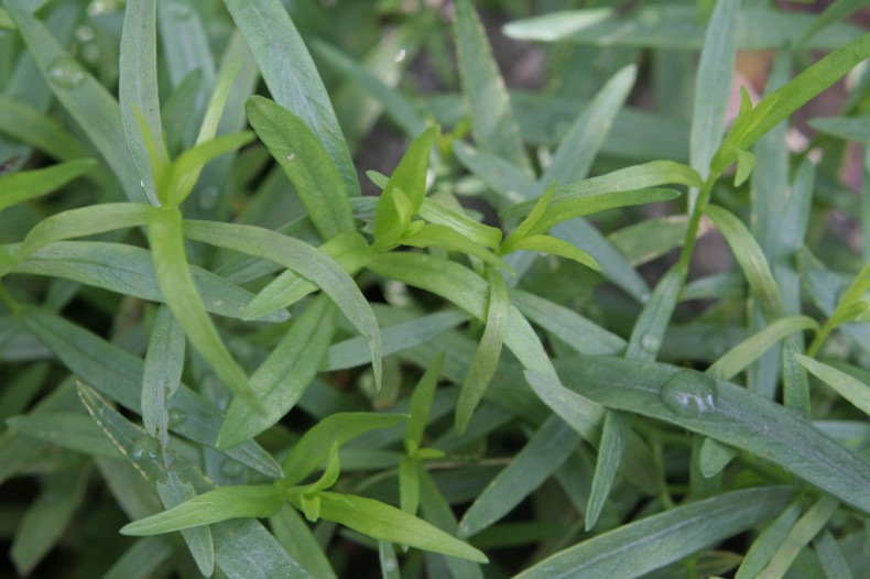 French tarragon leaves