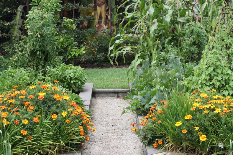 A mixed planting of vegetables