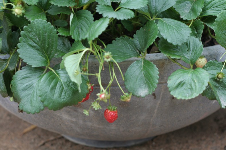 Juicy red strawberries