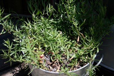 French tarragon in a bucket