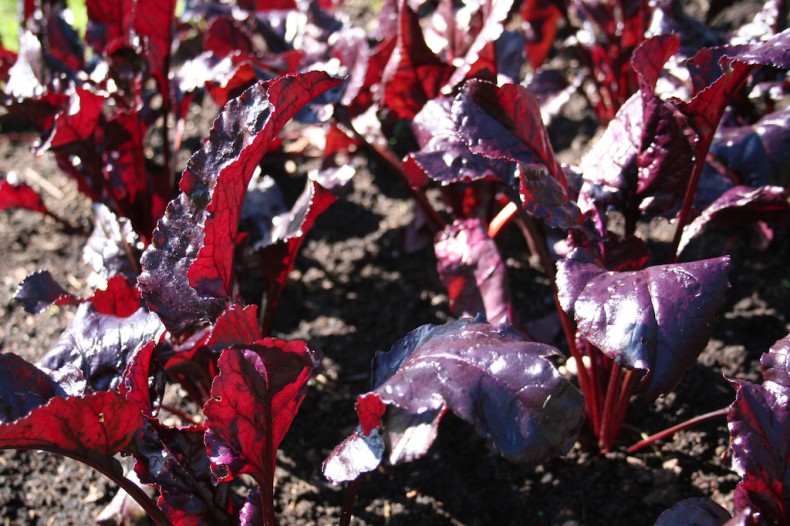 Bright red beetroot