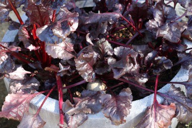 Bull's blood beetroot in a pot