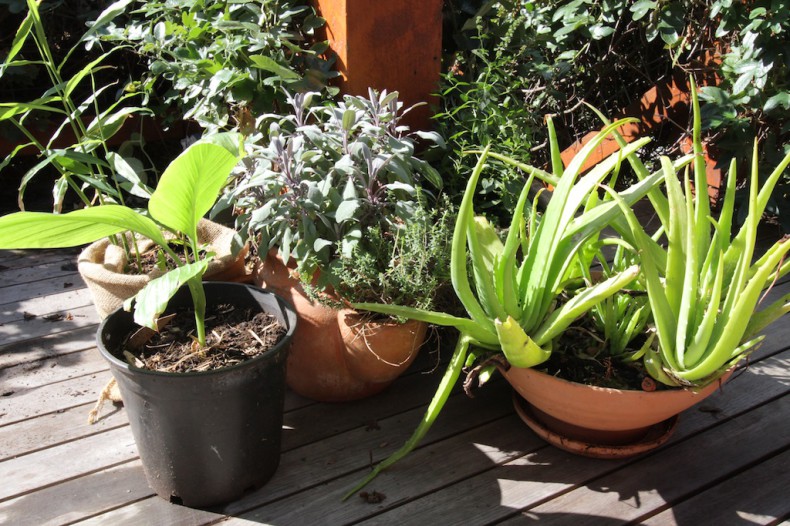 pots of medicinal herbs