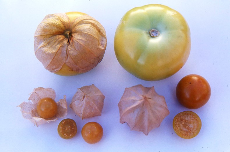 Unusual edible fruit