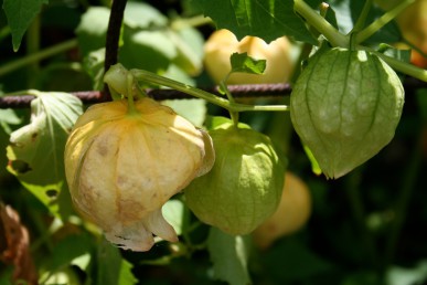 Tomatillo