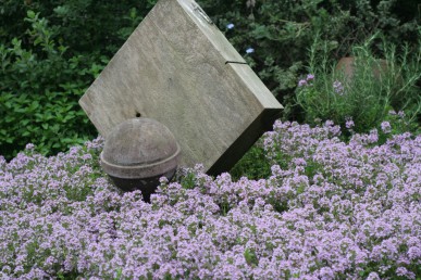 Lovely pink flowered thyme