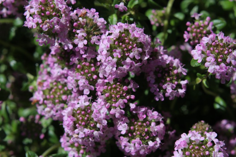 Pink flowered ground cover thyme