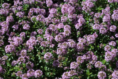 Cretan thyme