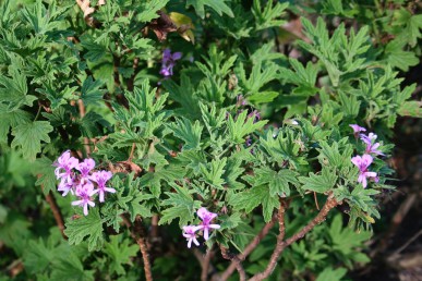 Lemon scented pelargonium