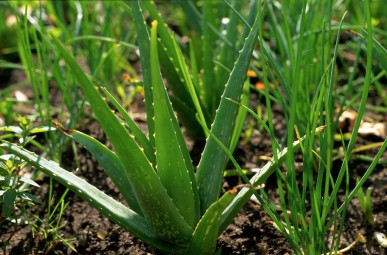 Aloe vera